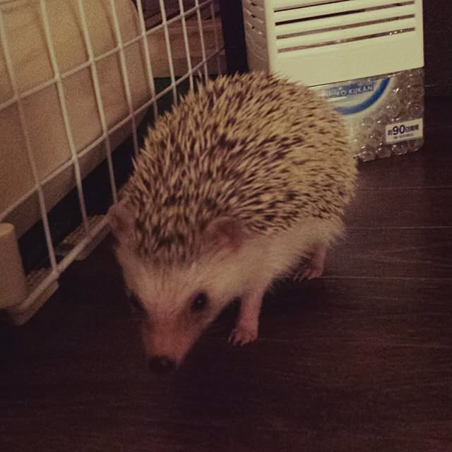 MINIさんの実例写真