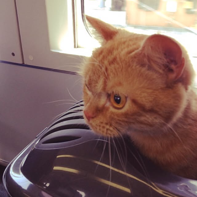 shujiさんの実例写真