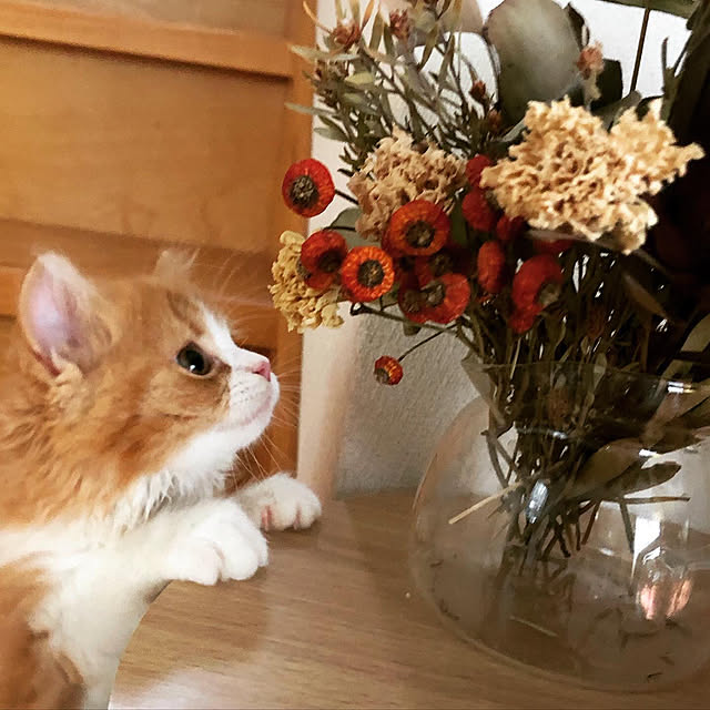 Sammyさんの実例写真