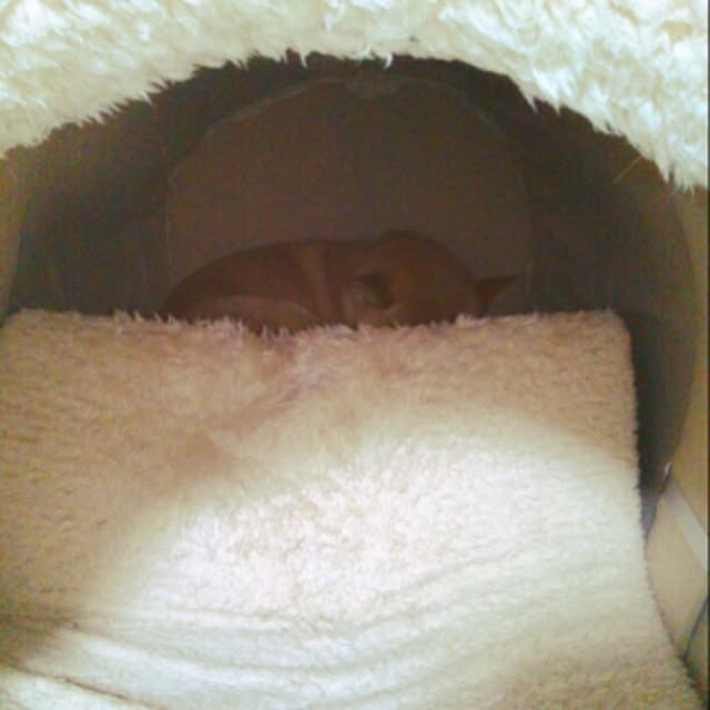 kotaさんの実例写真