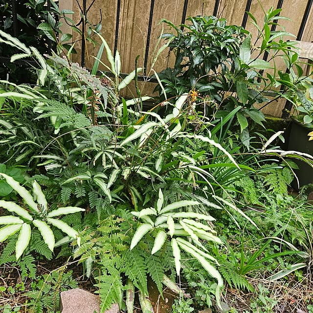 oseroさんの部屋