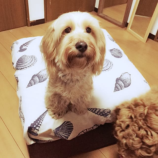 Mikuさんの実例写真