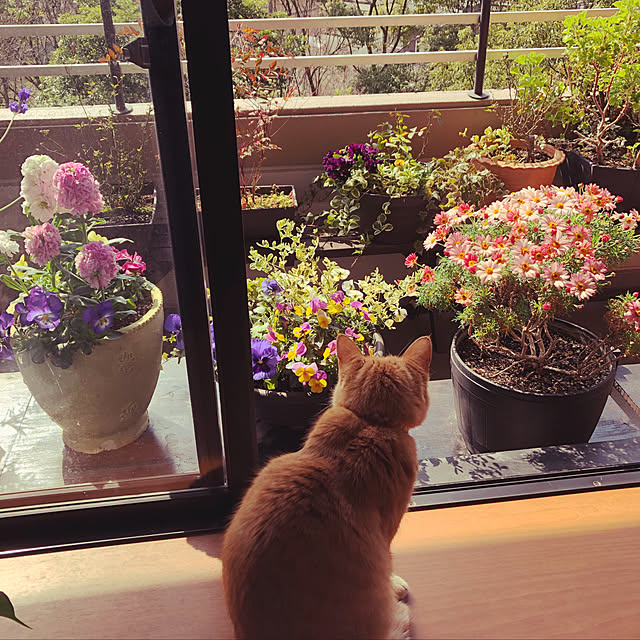 lapoさんの実例写真