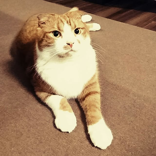Sachiさんの実例写真