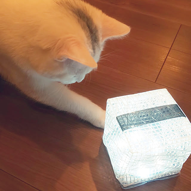 necoさんの実例写真