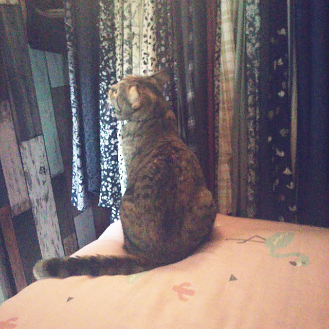 runaさんの実例写真