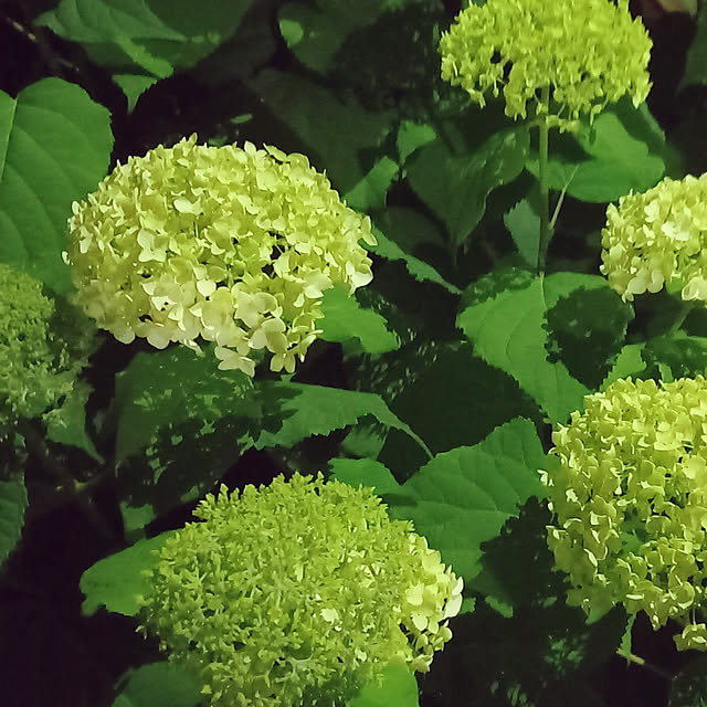 civicglさんの実例写真