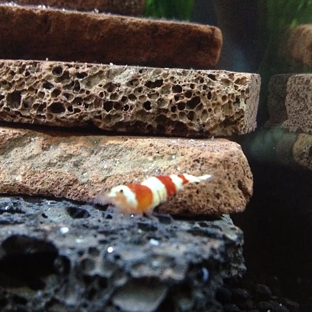botuさんの実例写真