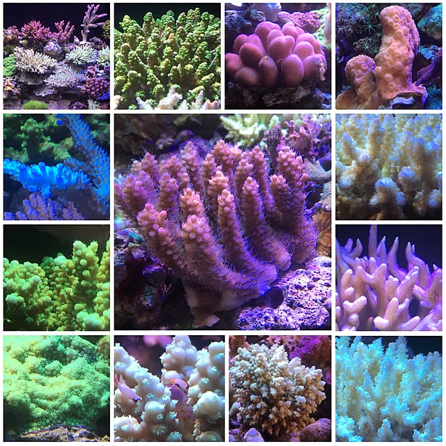 aquarium_seaさんの実例写真