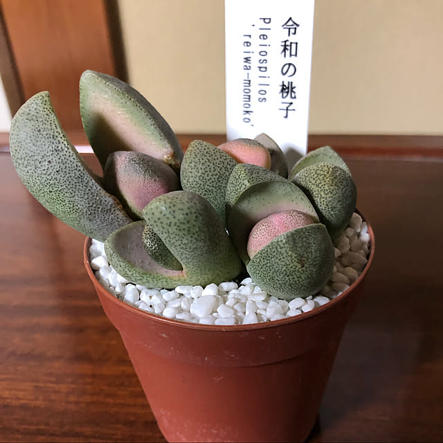 shin0719さんの実例写真