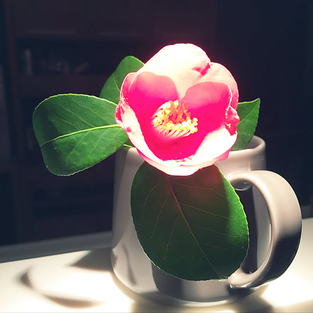 sato.coさんの実例写真