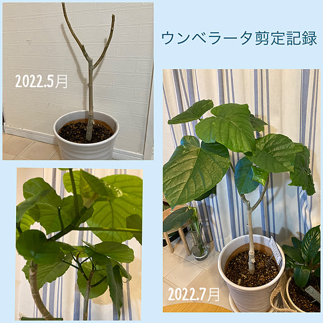 akezouさんの実例写真