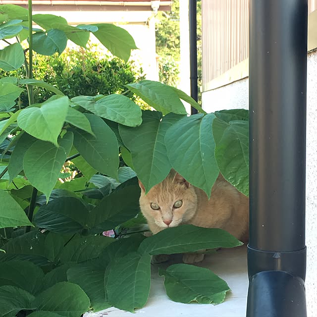 aiaiさんの実例写真