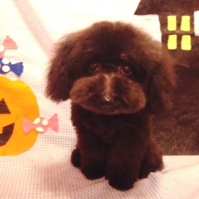 mayuyuyuさんの実例写真