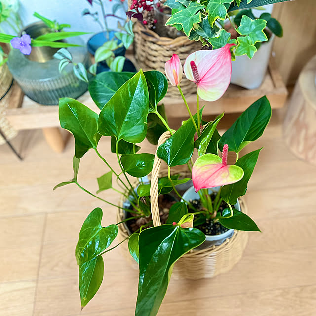 saahannさんの部屋