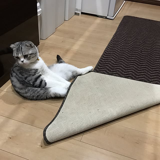Dahliaさんの実例写真