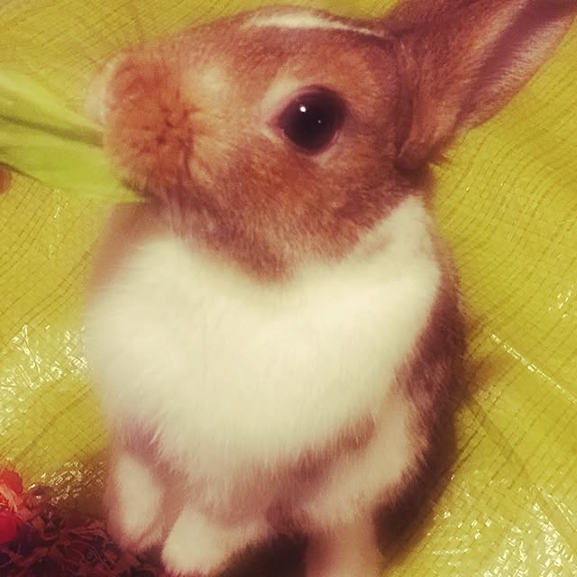 96468888さんの実例写真