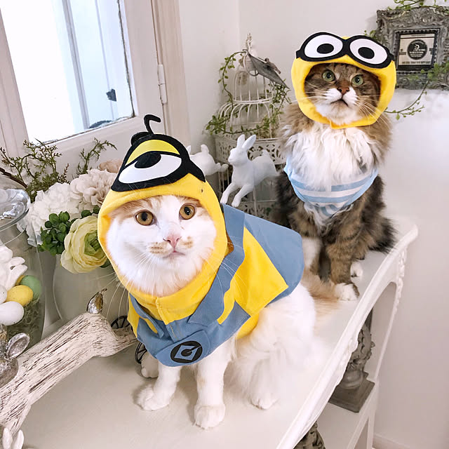 yuchiさんの実例写真