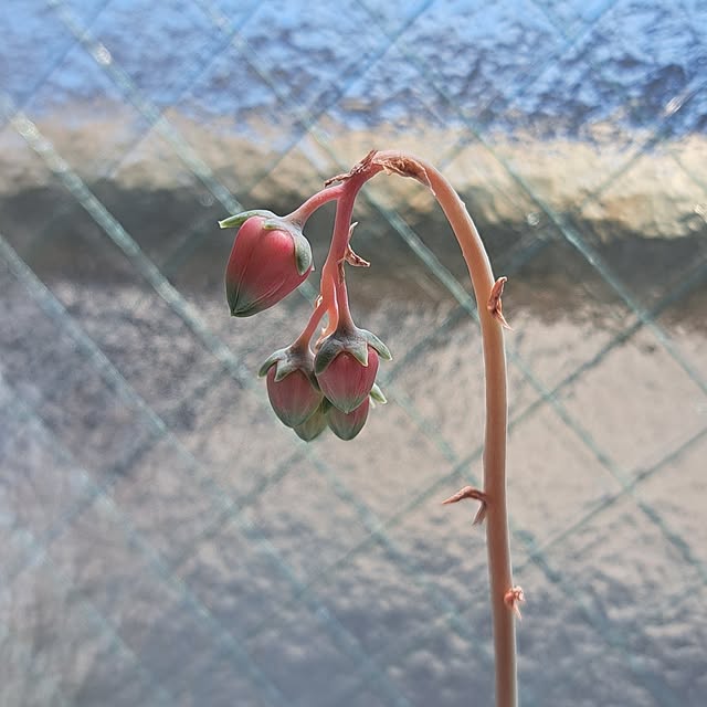 noaさんの実例写真