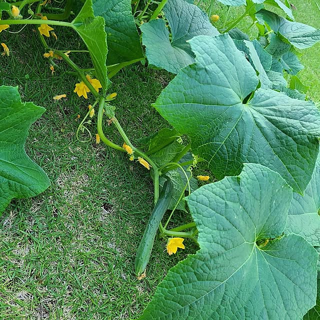 mutyukingさんの部屋
