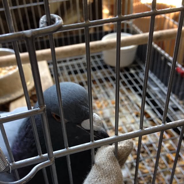greさんの実例写真