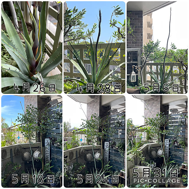 mamisazさんの部屋