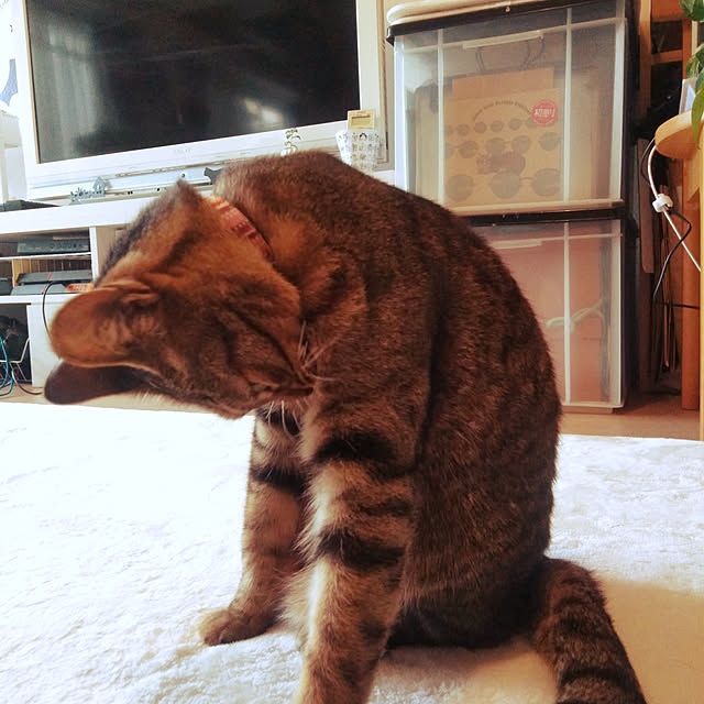 futukoさんの実例写真