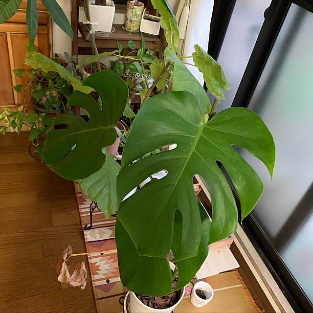 pakilaさんの実例写真