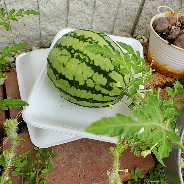 sayaさんの実例写真