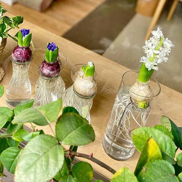 花瓶 ヒヤシンス水栽培のおすすめ商品とおしゃれな実例 花瓶 ヒヤシンス水栽培のおすすめ商品とおしゃれな実例