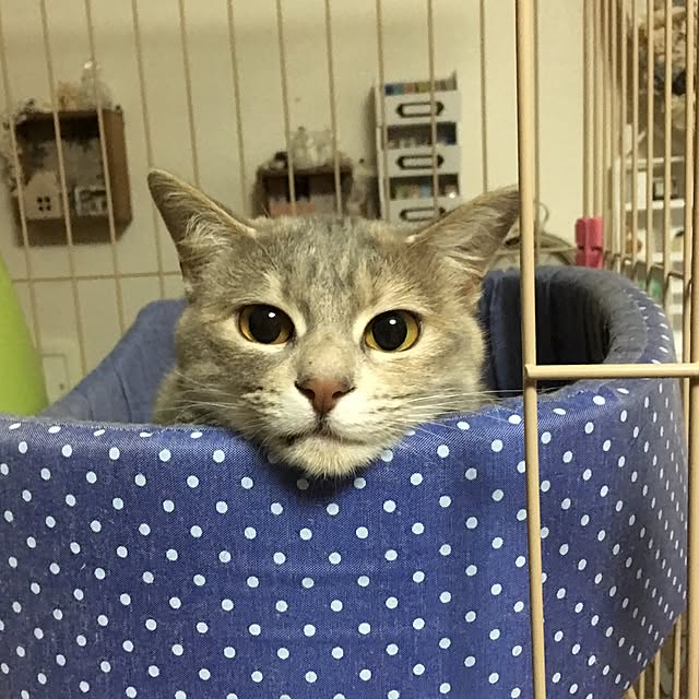 okdkyさんの実例写真