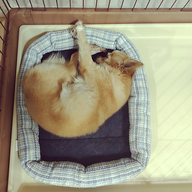 kouさんの実例写真