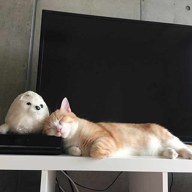 korinkorinさんの実例写真