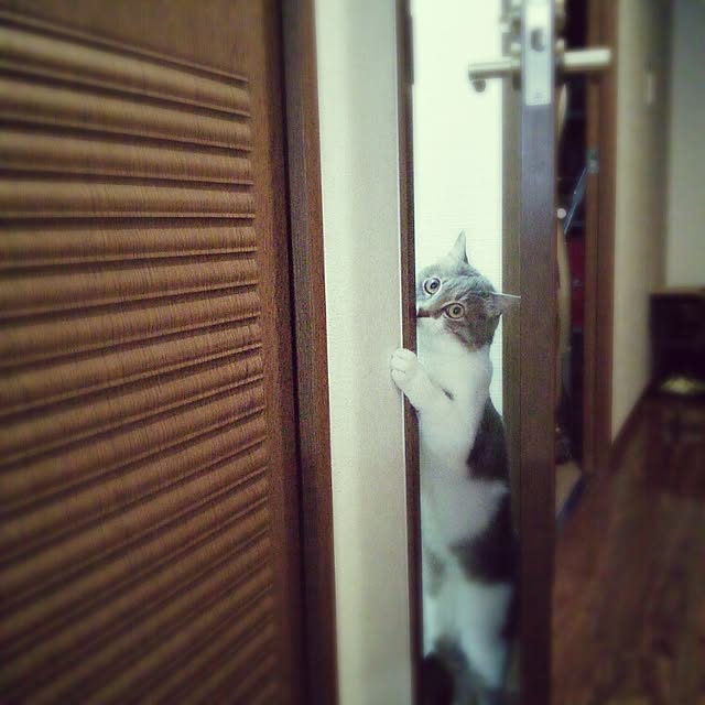 lovepandaさんの実例写真