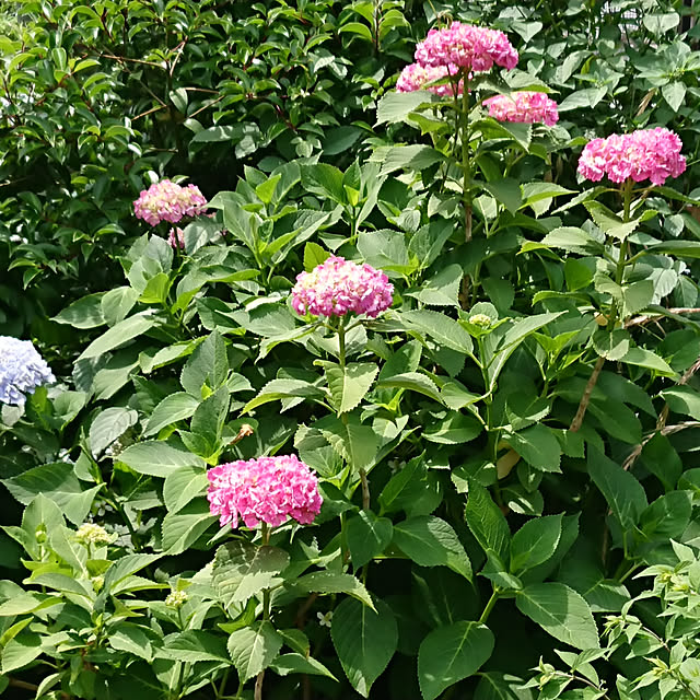 renさんの実例写真