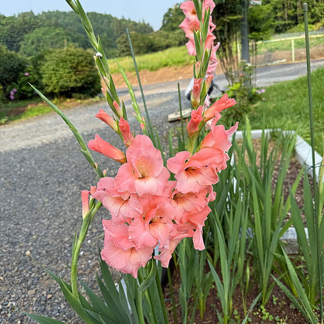 sakakenさんの実例写真