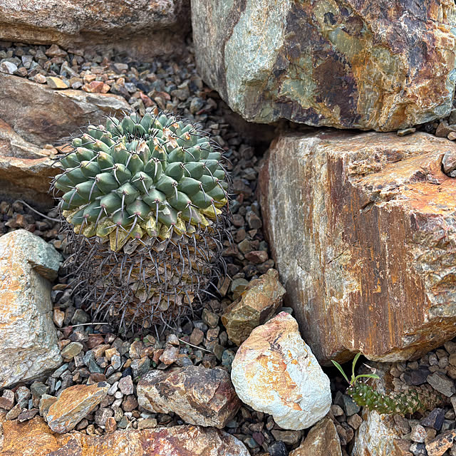 bonjiri0824さんの実例写真