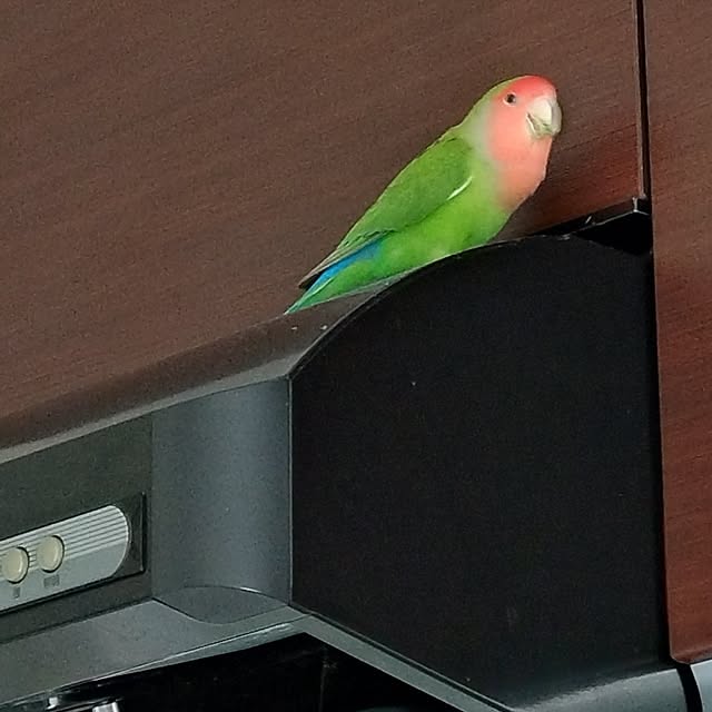 toratanさんの部屋