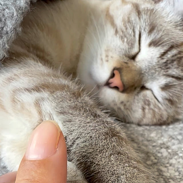 amさんの実例写真