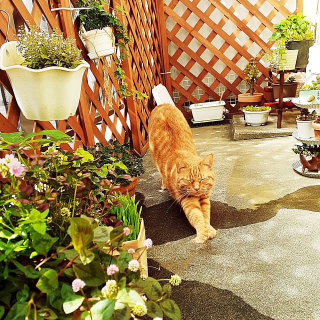 chisaviさんの実例写真