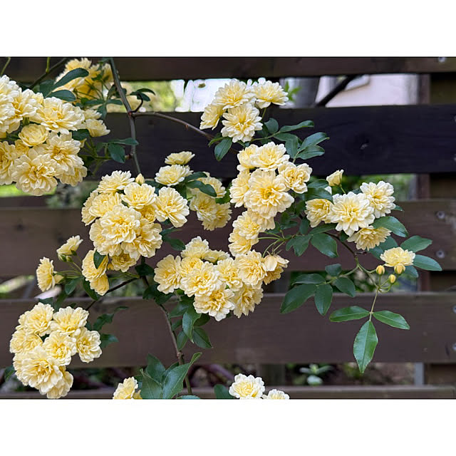 noriflowerさんの部屋