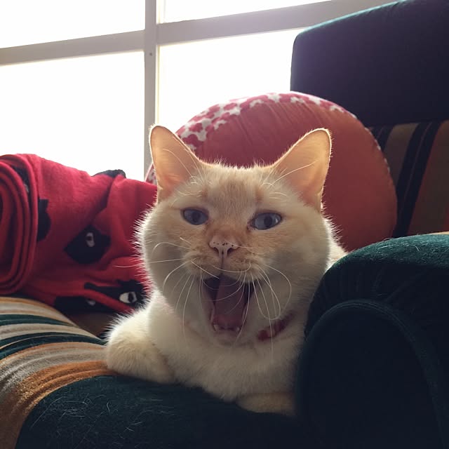 bobooooonさんの実例写真