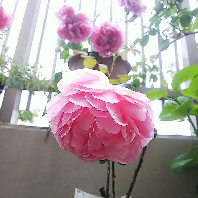 hiromimiさんの実例写真