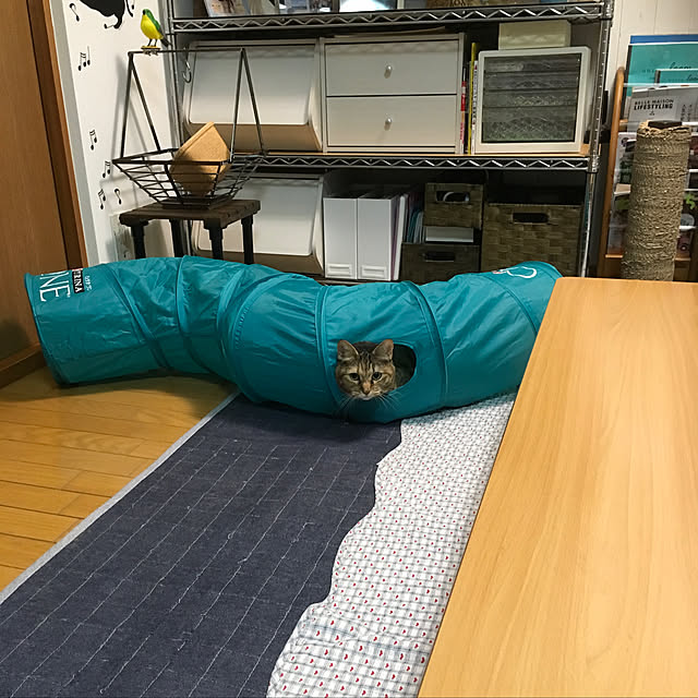 syutanさんの実例写真