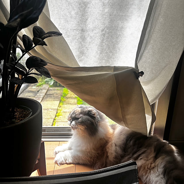 greycatsさんの部屋