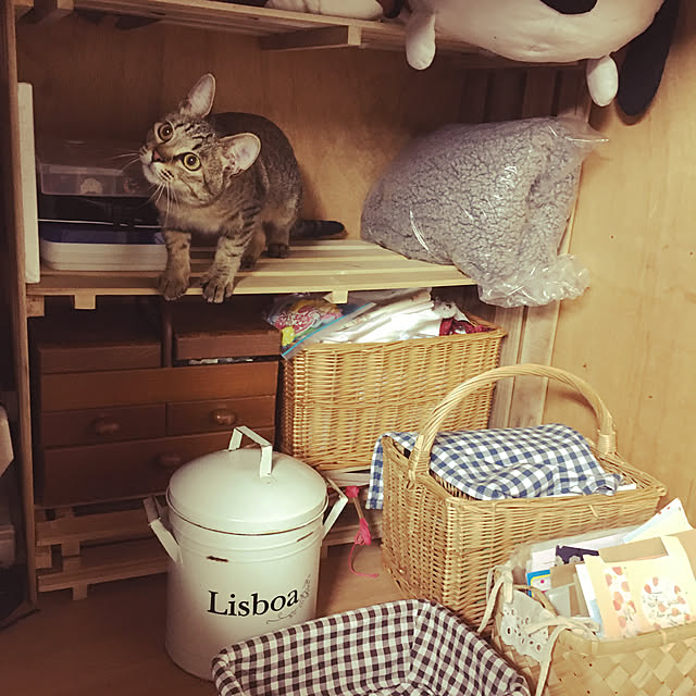 1914catsさんの実例写真