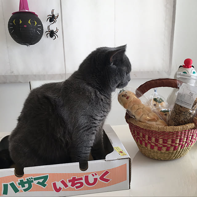 toyoさんの実例写真