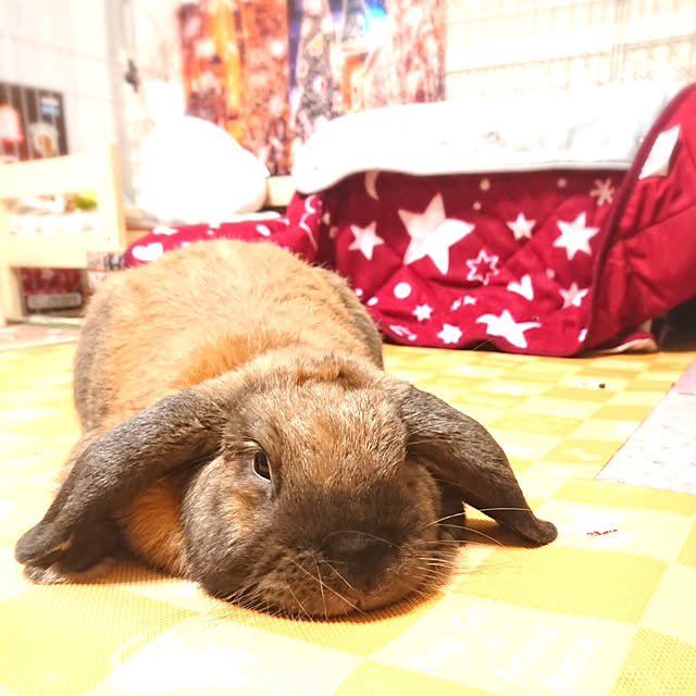 mariaさんの実例写真