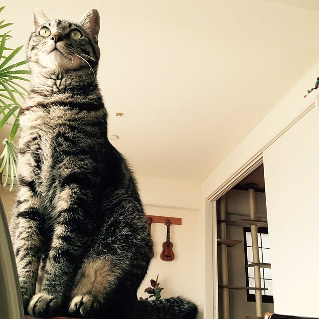 maruさんの実例写真