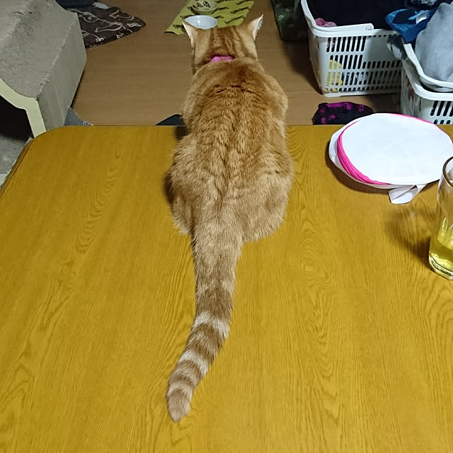 shinobuさんの実例写真